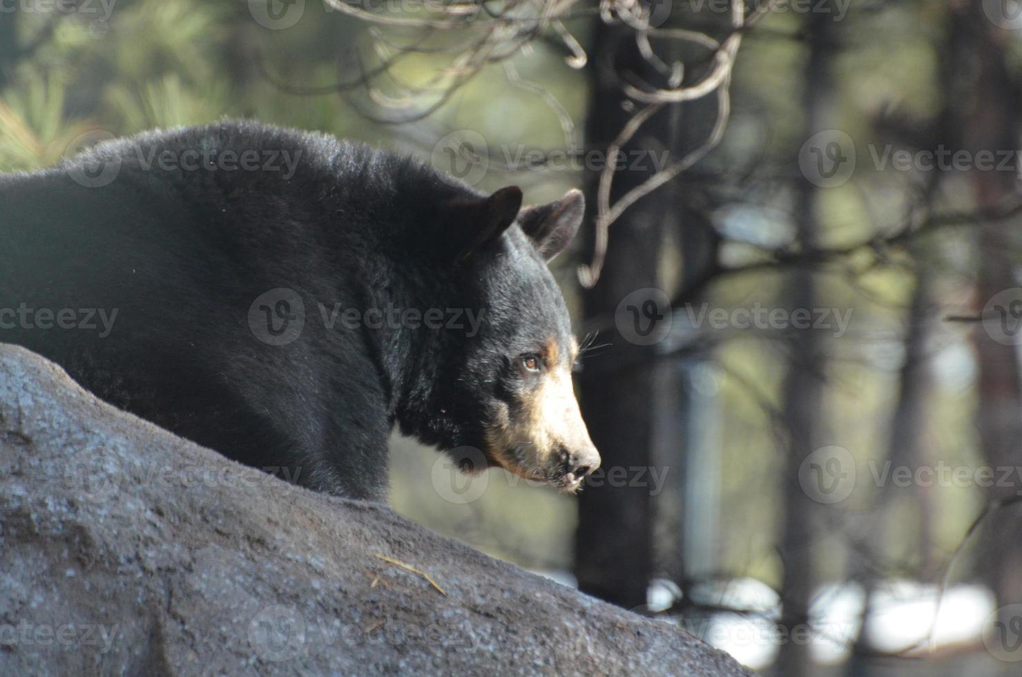 fantastico profilo di un orso nero su una roccia foto