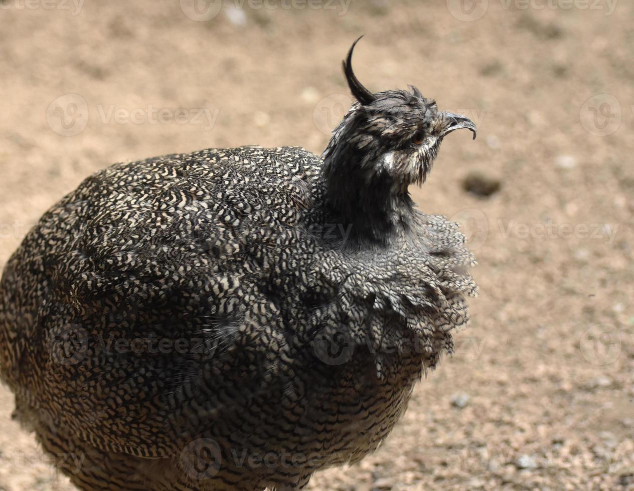 da vicino guarda un uccello tinamou con un paesaggio secco foto