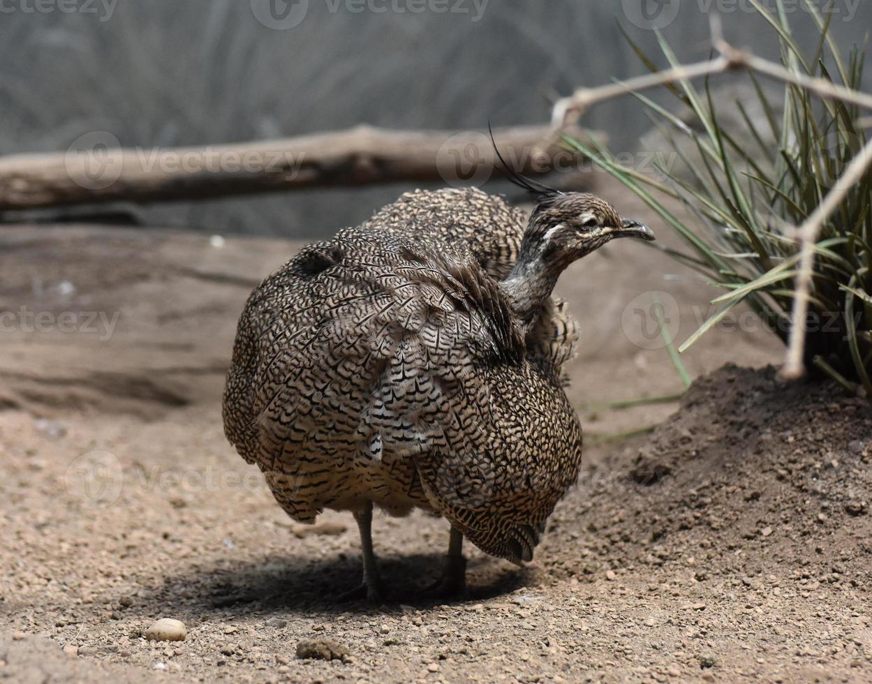 grande ed elegante uccello tinamou crestato con piume arruffate foto