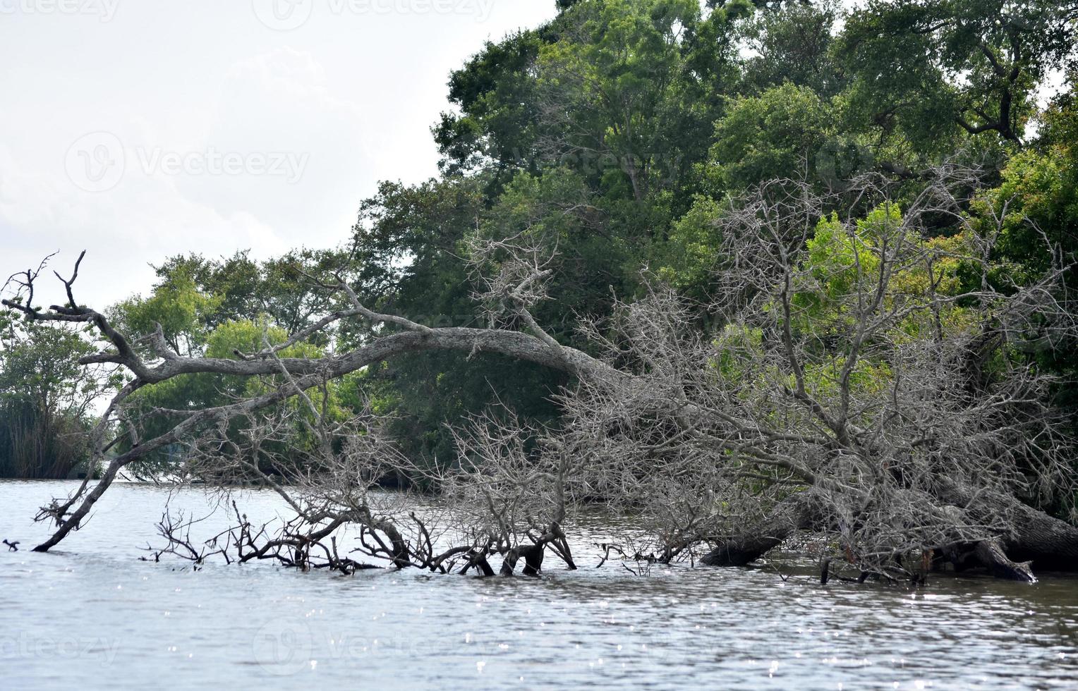 albero morto caduto nel fiume in Louisiana foto