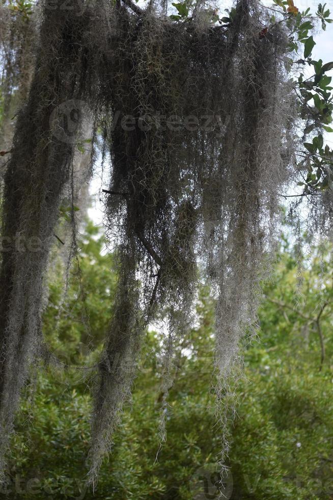 fitti grappoli di muschio spagnolo nel bayou foto