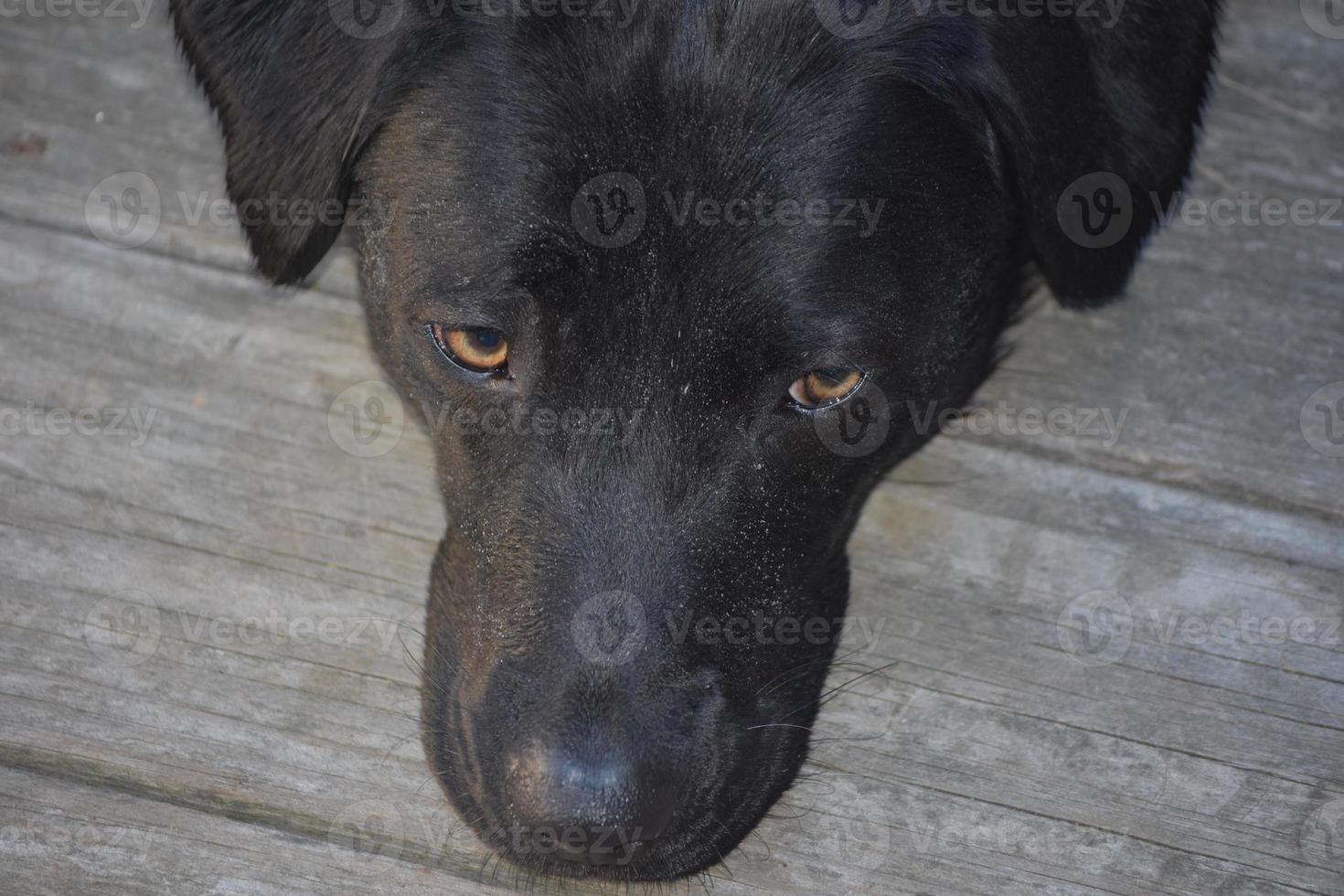 documentalista di labrador nero con la testa in giù a riposo foto