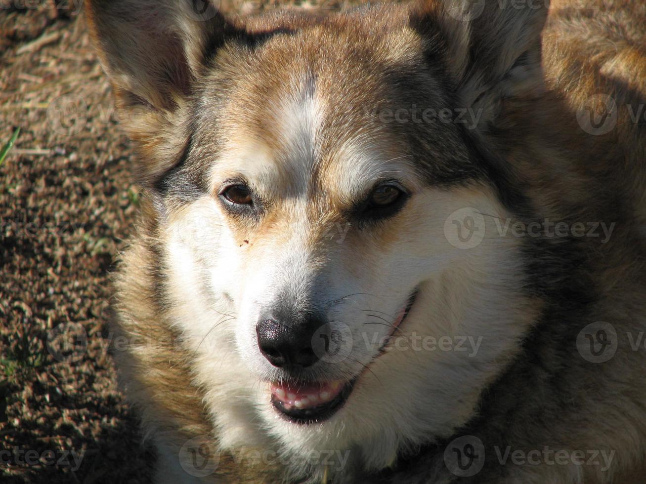 da vicino con un corgi foto