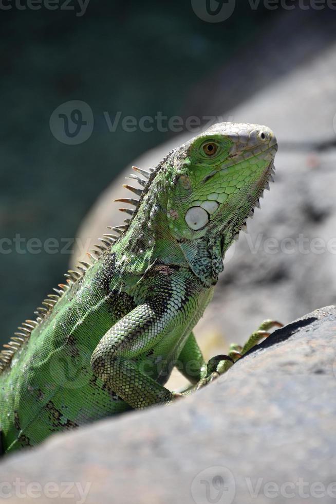 profilo di una lucertola iguana verde su una roccia foto