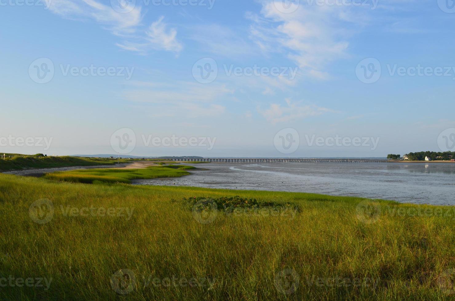 erba palustre sulla baia di duxbury foto