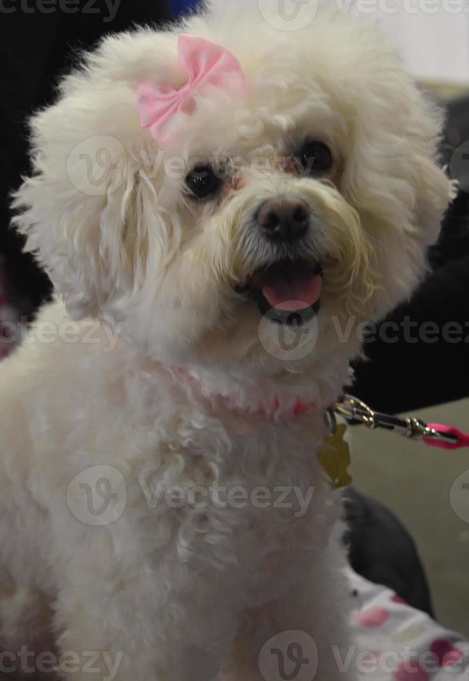 adorabile cane bichon frise bianco con fiocco rosa foto