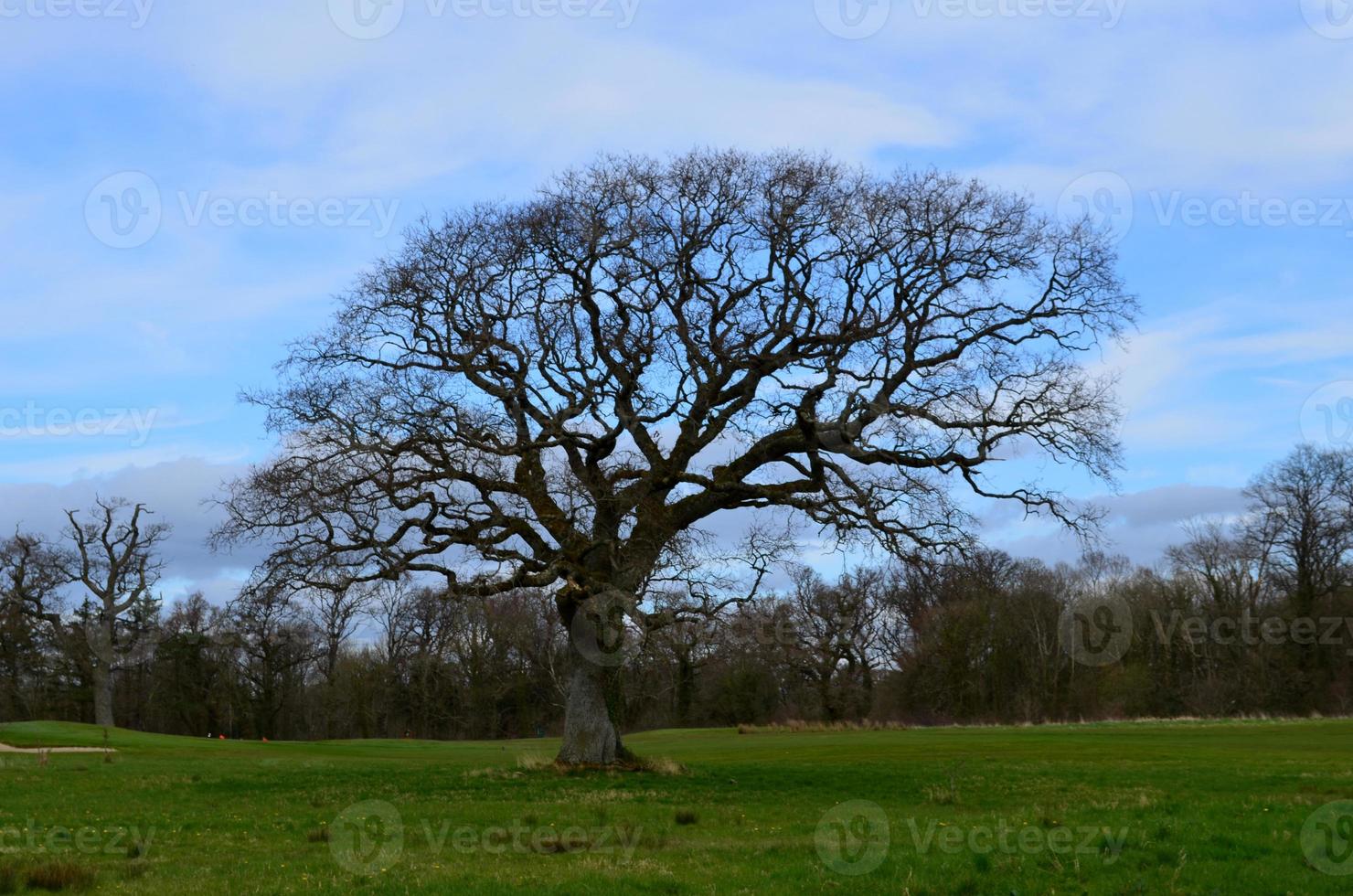 primavera con un grande albero in un campo foto