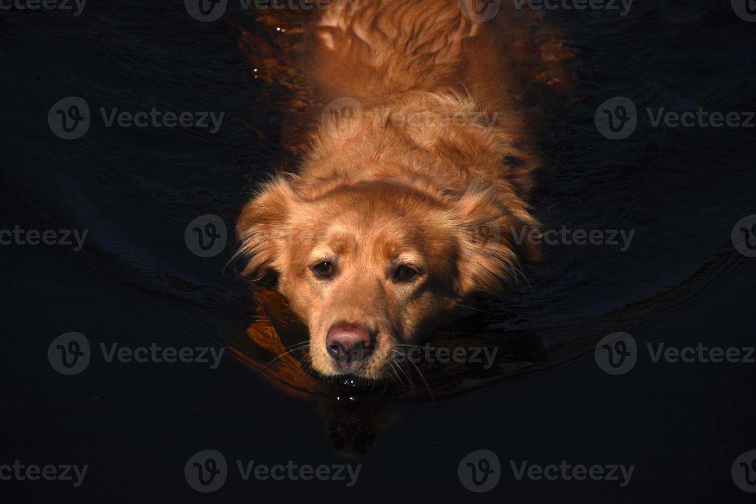 simpatico cane red duck tolling retriever con un naso rosa che nuota foto