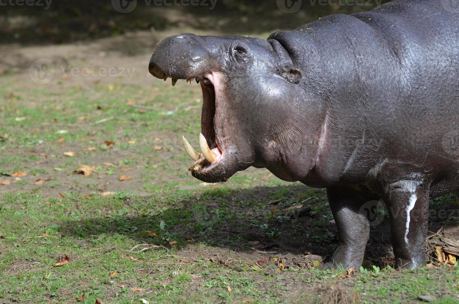 incredibile ippopotamo pigmeo con la bocca aperta in uno sbadiglio foto