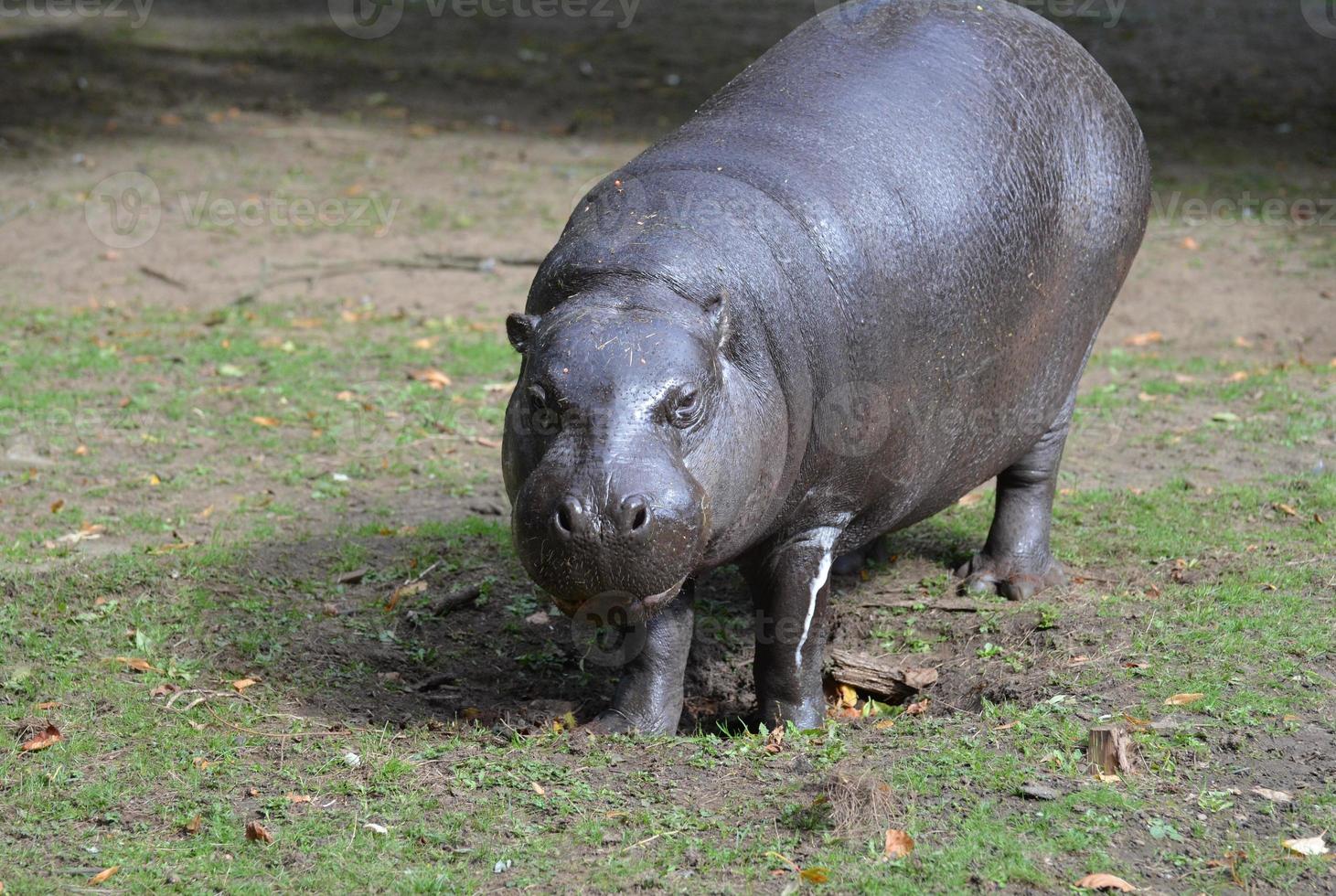 uno sguardo a un ippopotamo pigmeo in natura foto