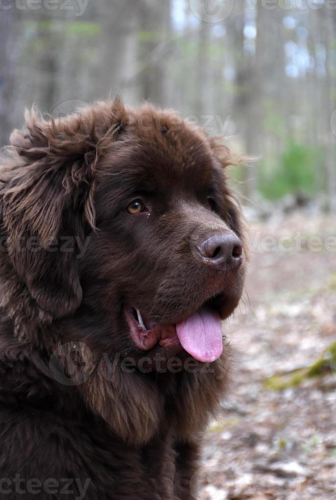 splendido profilo di un soffice cane terranova marrone foto