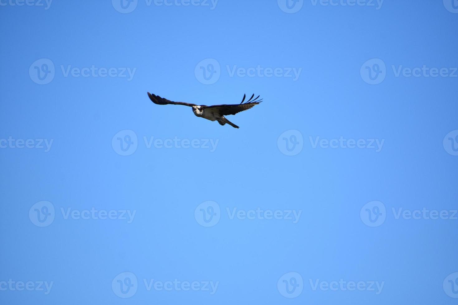 falco pescatore che vola con ali piumate spiegate in volo foto