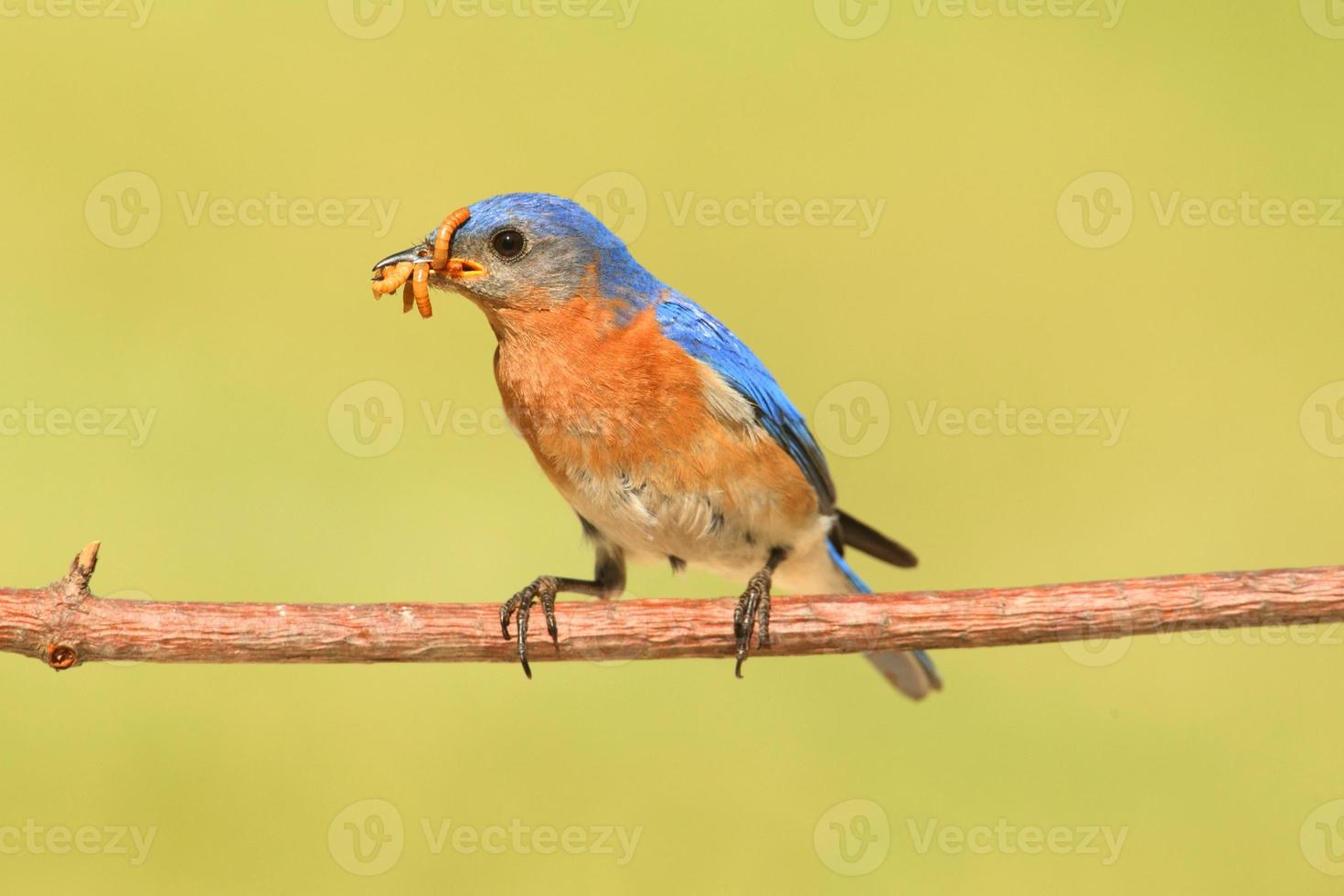 uccello azzurro orientale maschio foto