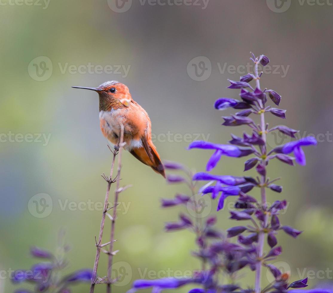 rufus colibrì maschio. foto