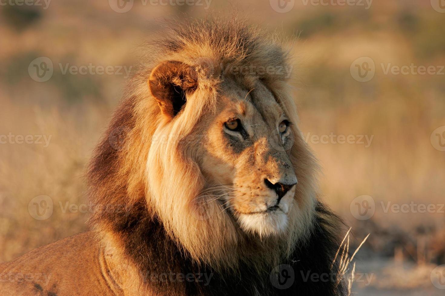 grande leone maschio africano foto