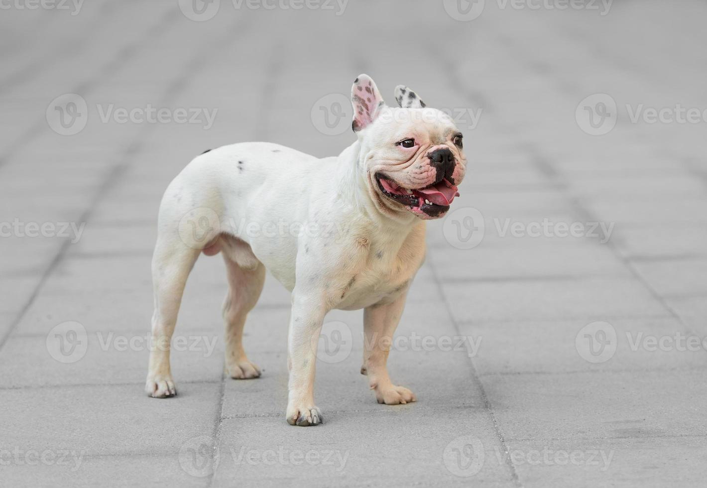 giovane bulldog francese maschio foto