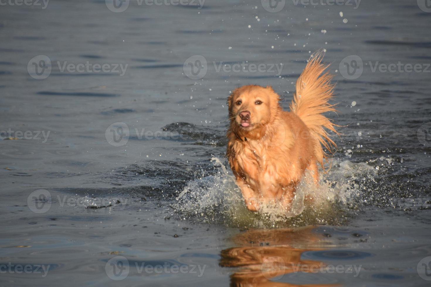 cane che corre in acqua con la lingua fuori foto