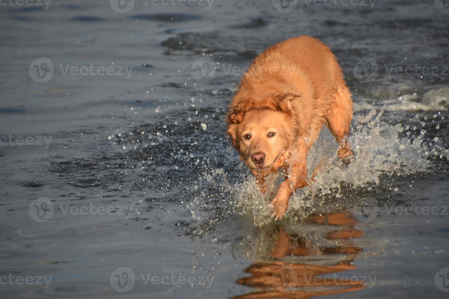 cane che corre e sguazza nell'acqua foto
