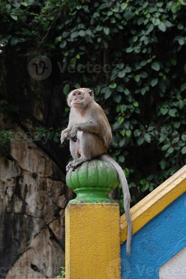 maschio macaco nelle grotte di Batu foto