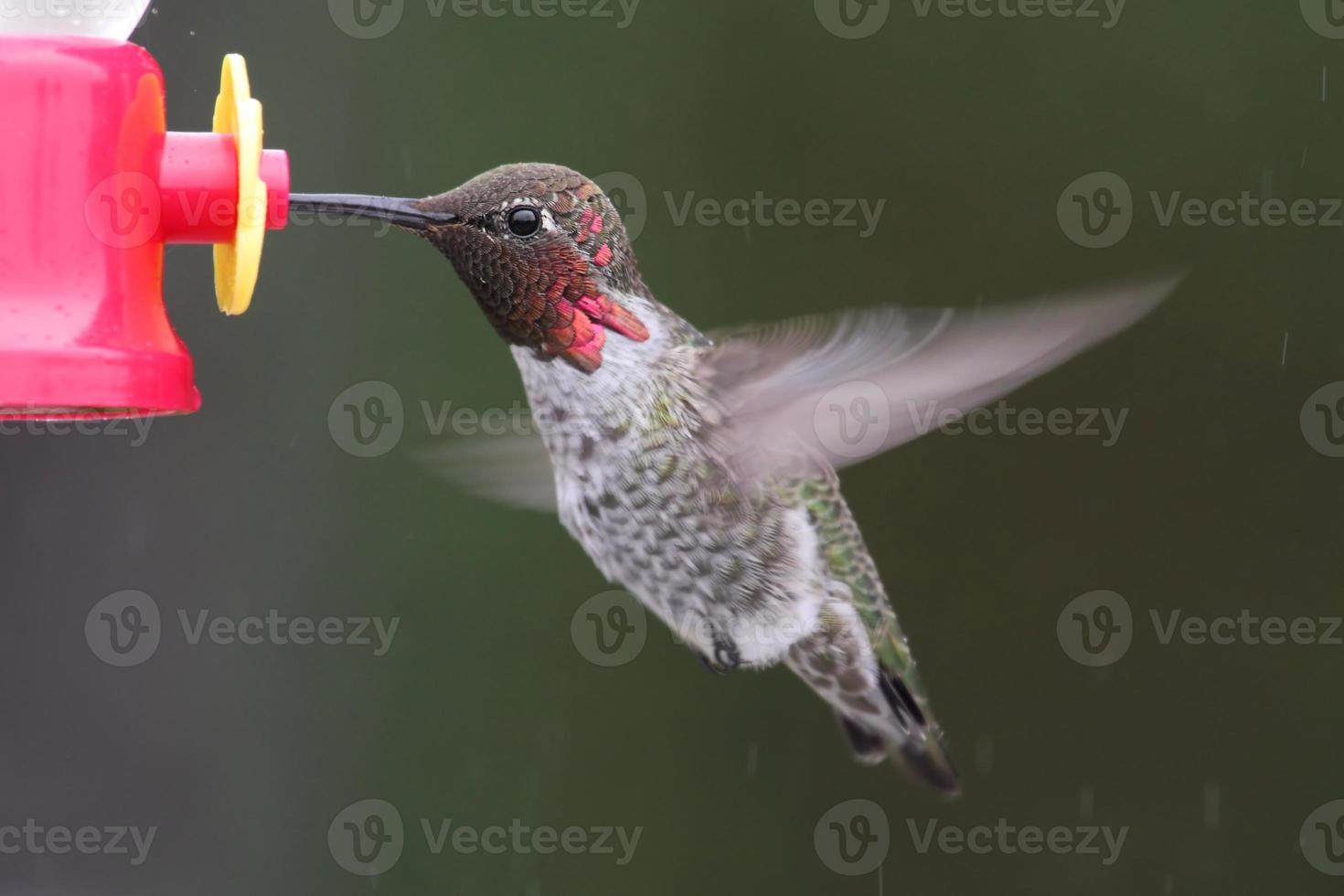 maschio colibrì annas (calypte anna) foto