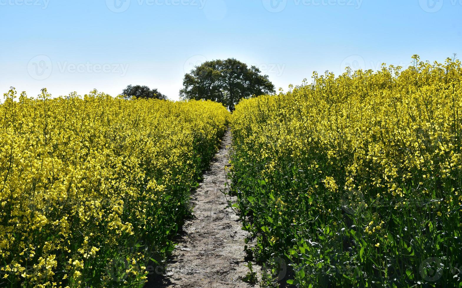 sentiero sterrato ben calpestato attraverso il campo di semi di colza foto