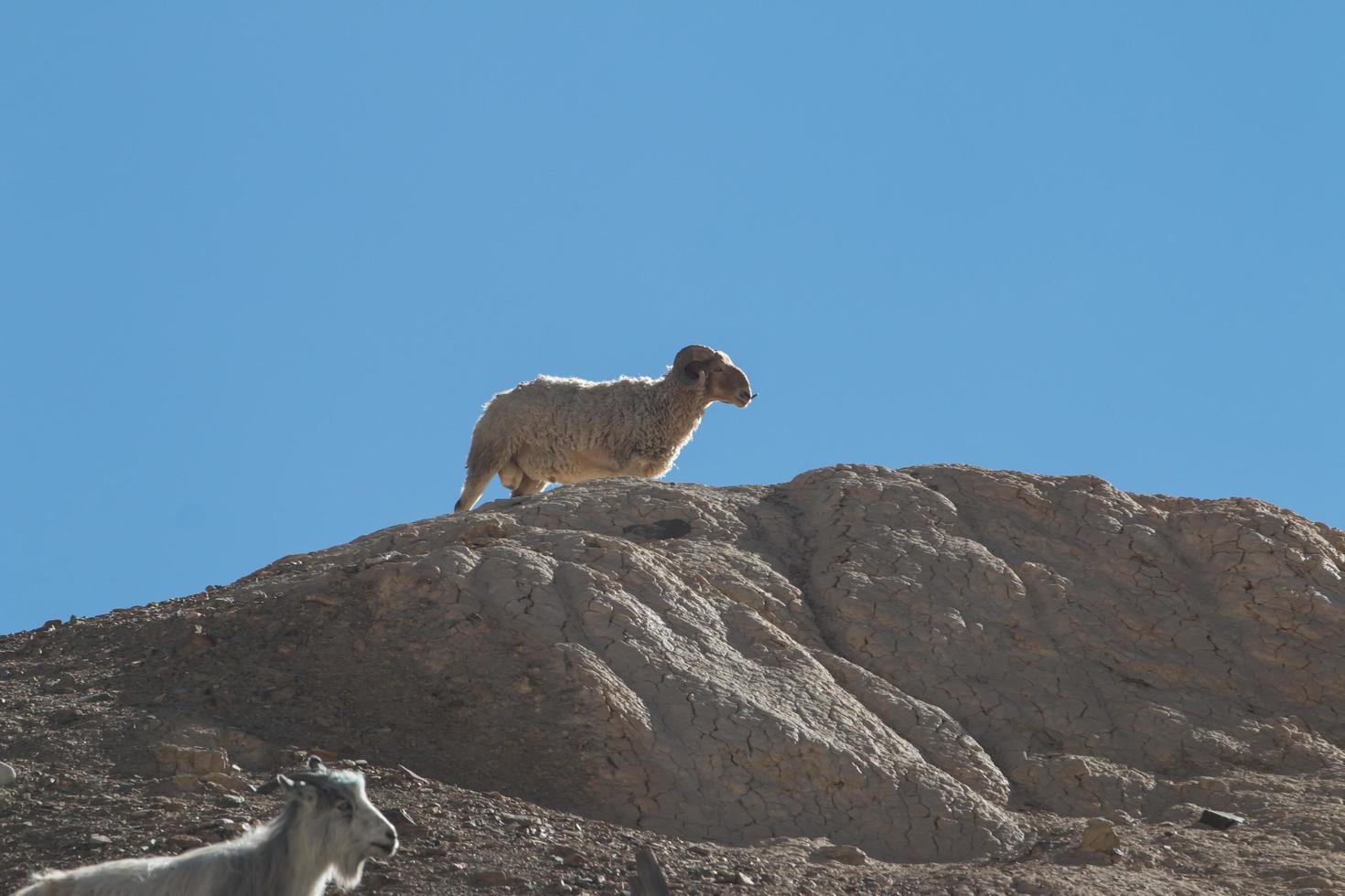 capre sulla roccia alla terra della luna lamayuru ladakh, india foto