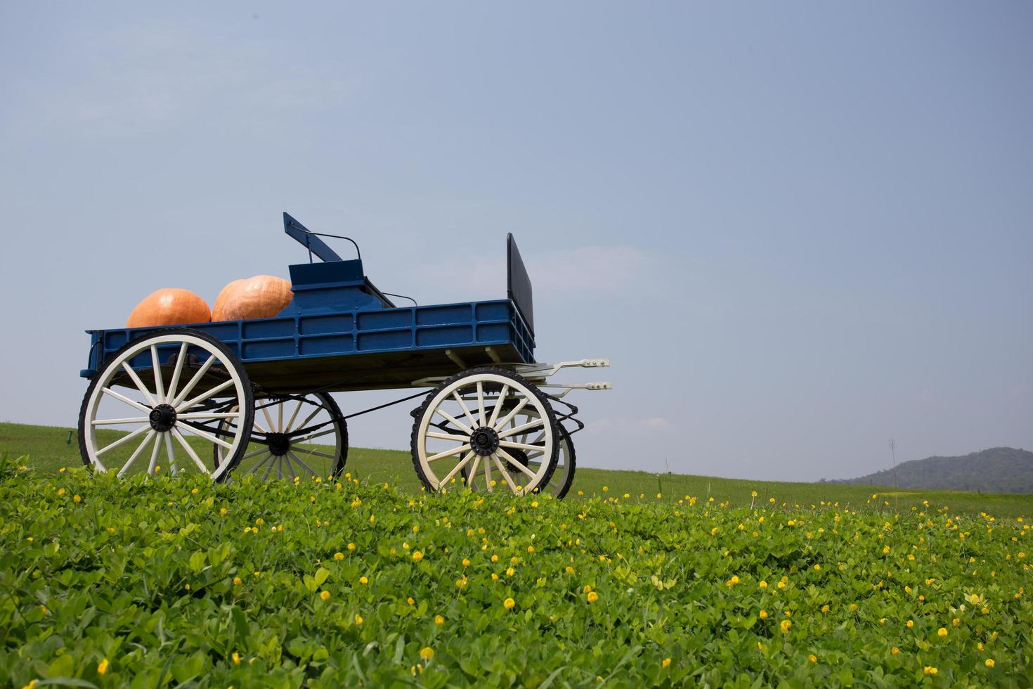 carro pieno di zucche in fattoria foto