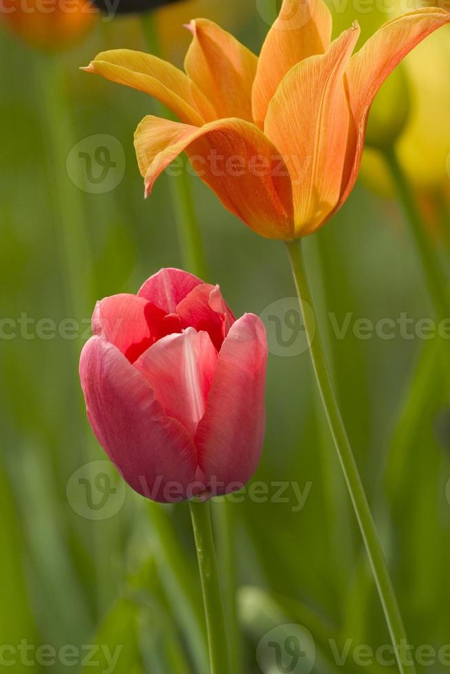 tulipan foto