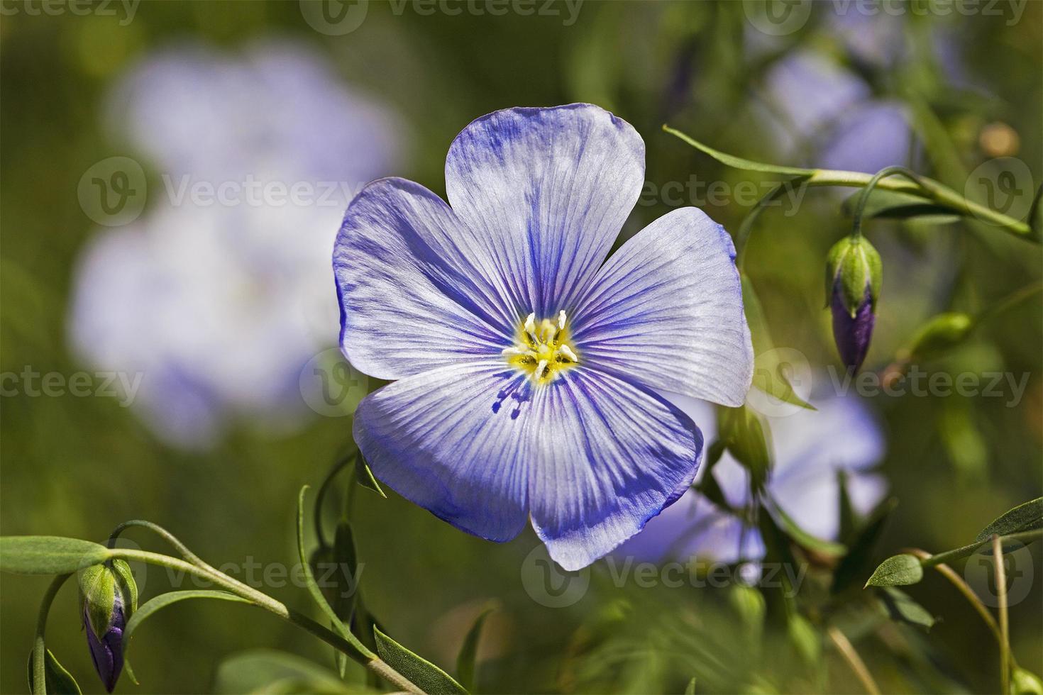 fiore di lino da vicino foto