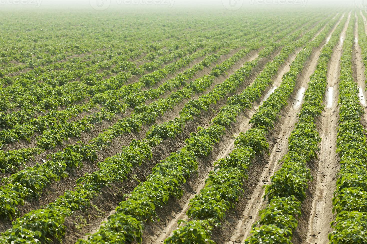 campo con patate foto