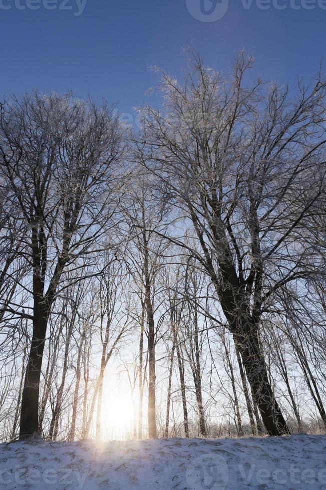 alberi sulla collina foto