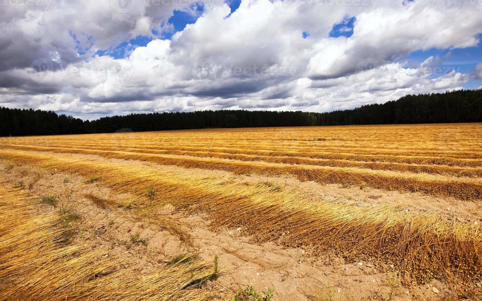 raccolto di lino in un campo foto