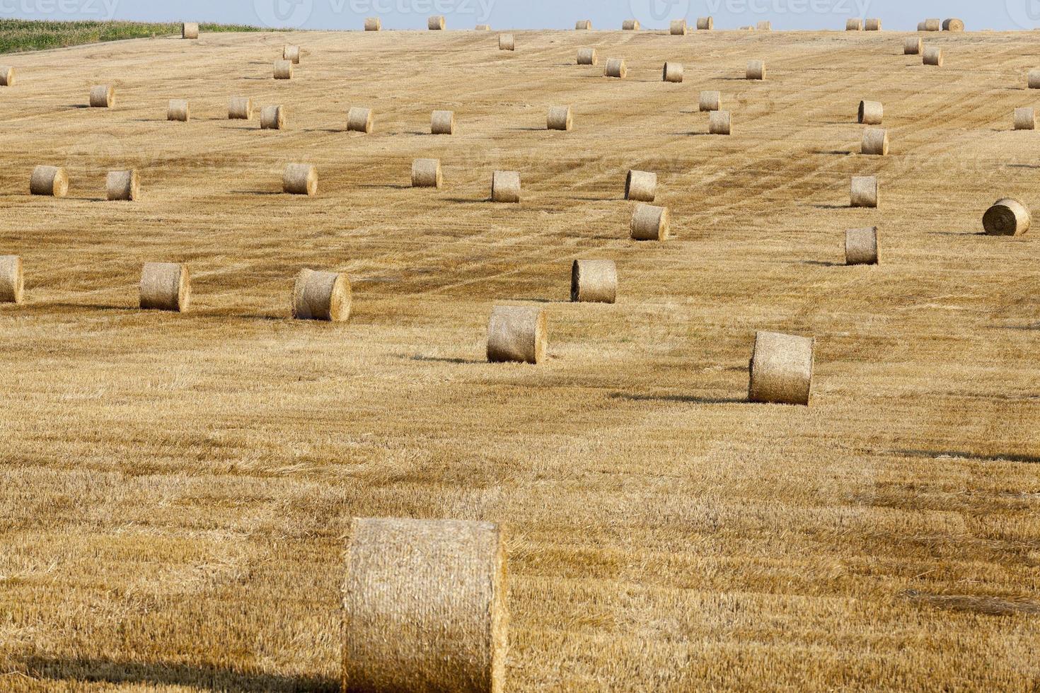 raccolta dei cereali foto