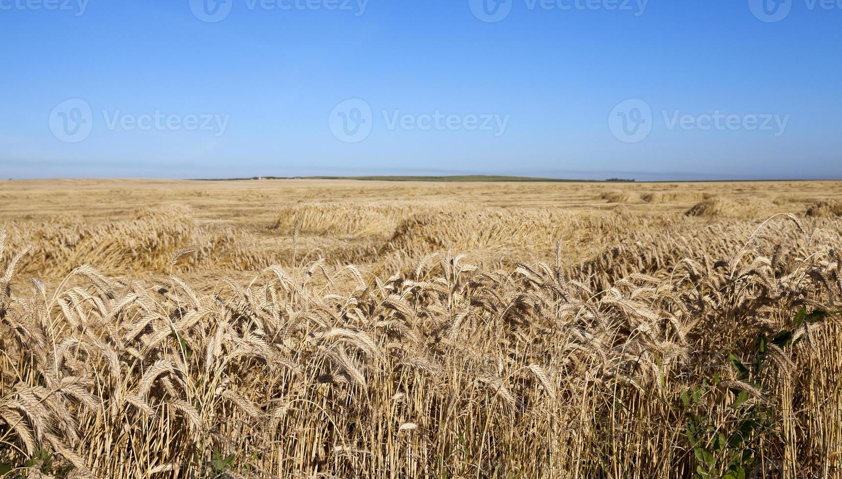 cereali da campo agricolo foto