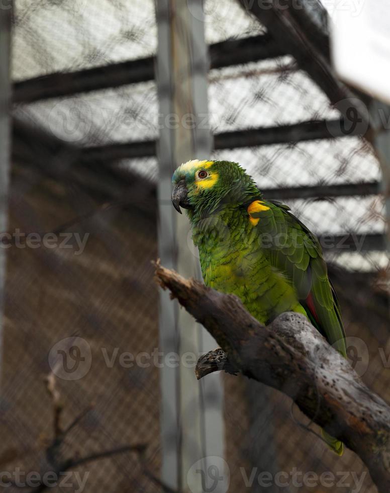 pappagallo verde, zoo foto