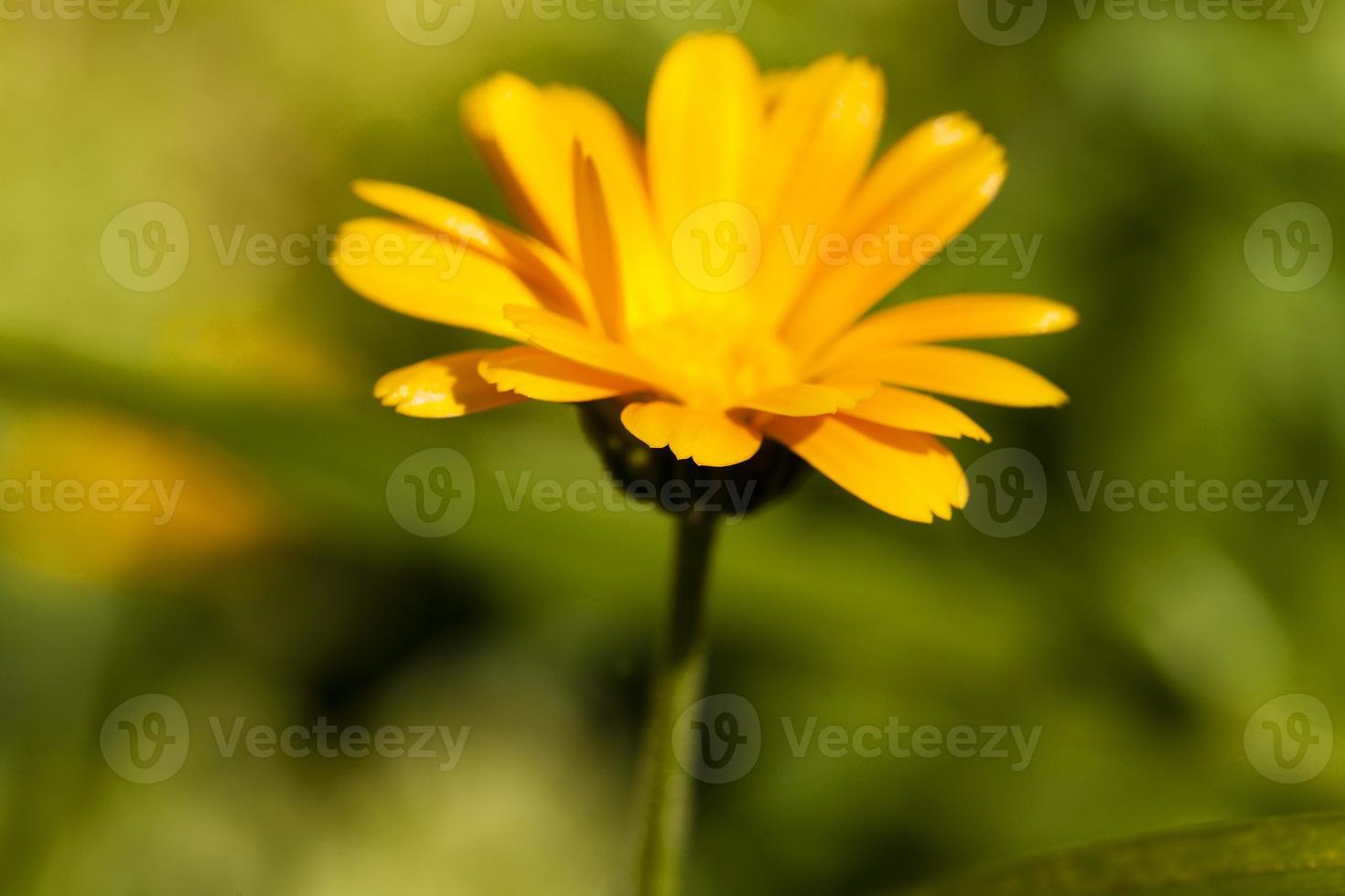 fiore di calendula da vicino foto