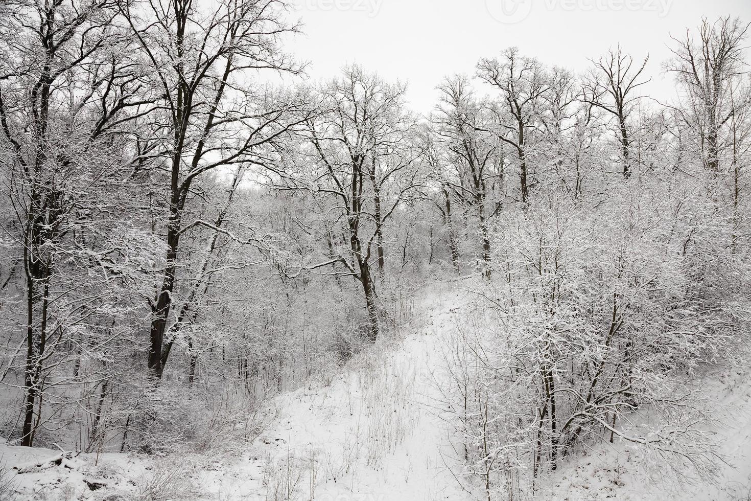 alberi in inverno foto