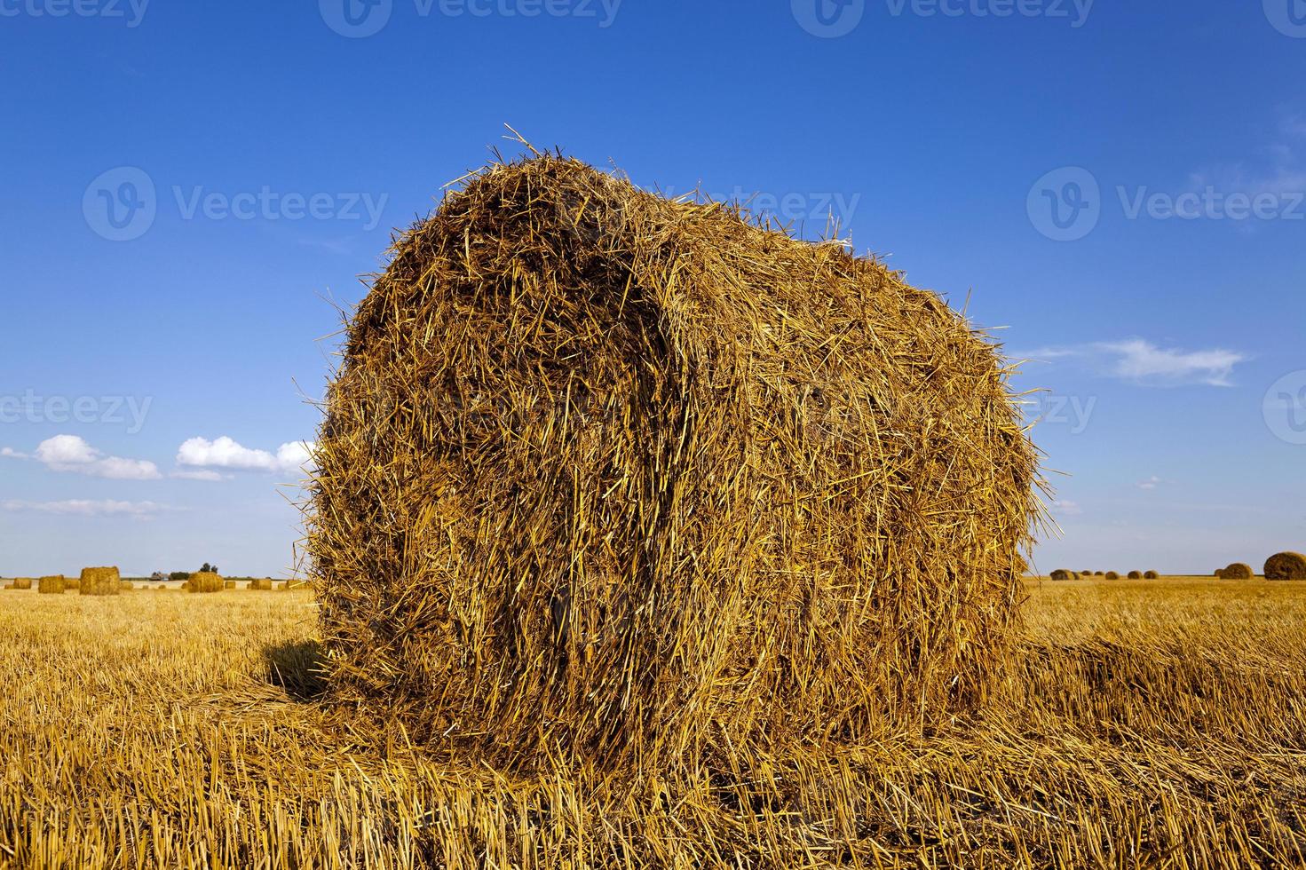 campo agricolo da vicino foto