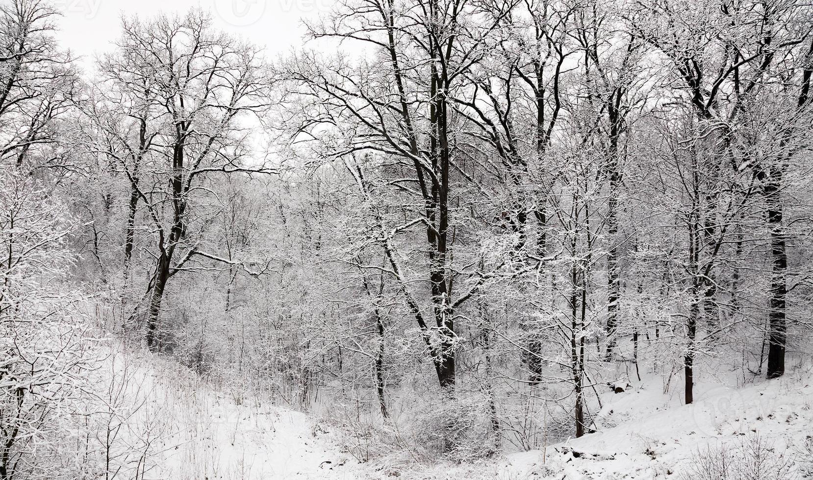 alberi in inverno foto