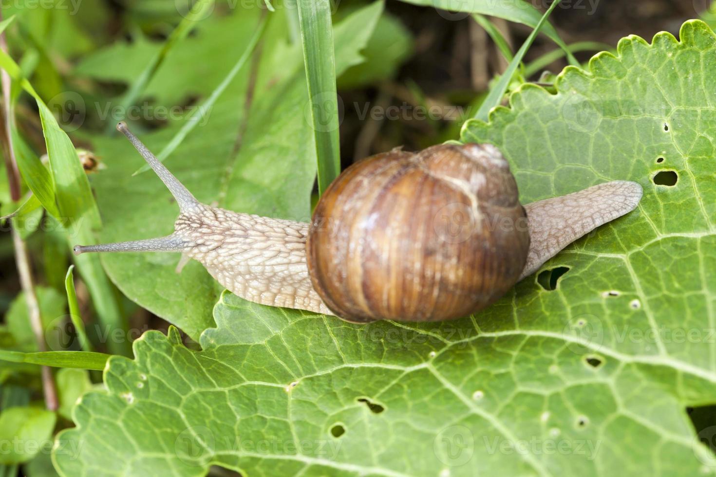 una lumaca d'uva foto