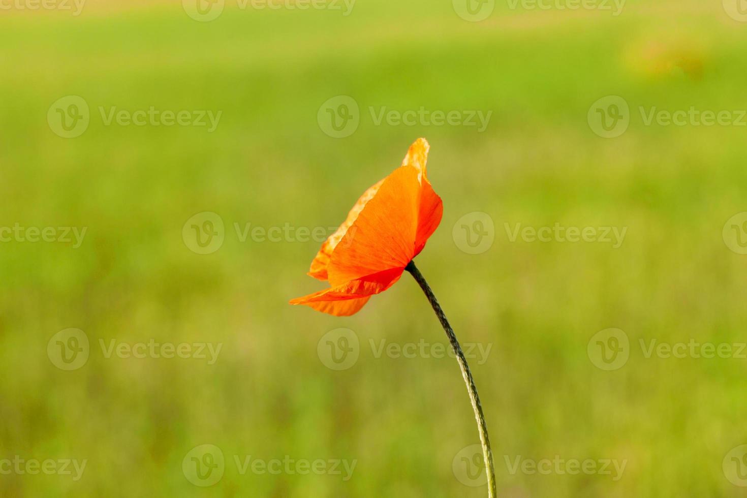 papavero rosso da vicino foto