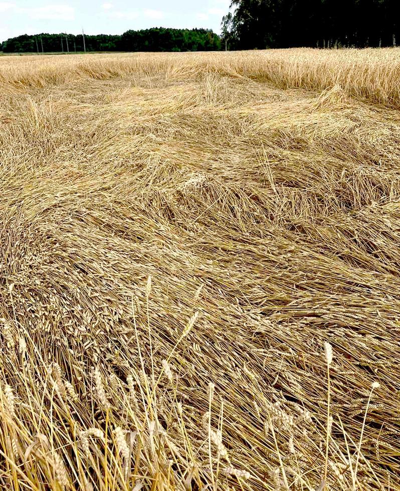 spighe di campo di grano con grani, appuntate a terra. raccogliere la crescita della natura. azienda agricola. foto