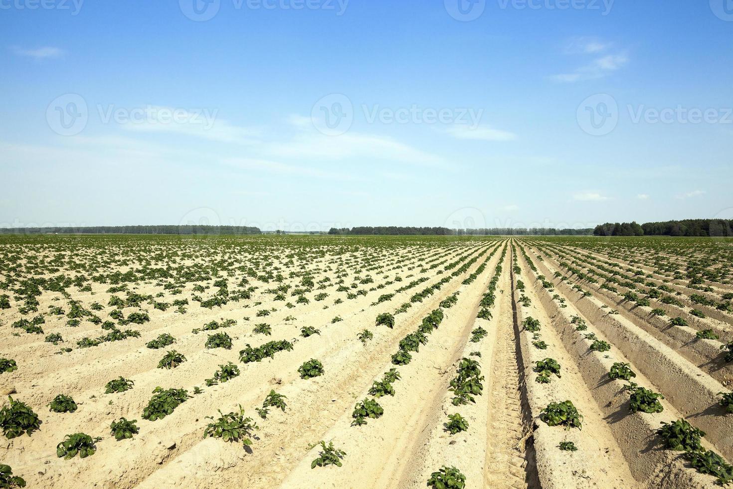 agricoltura, campo di patate foto