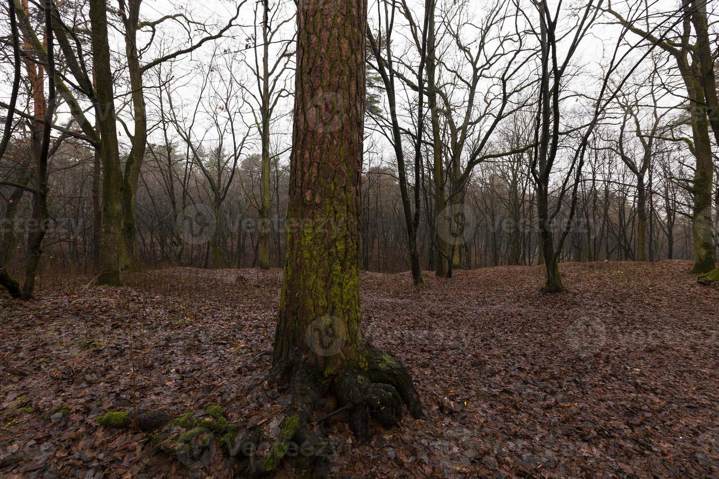 foresta in autunno foto