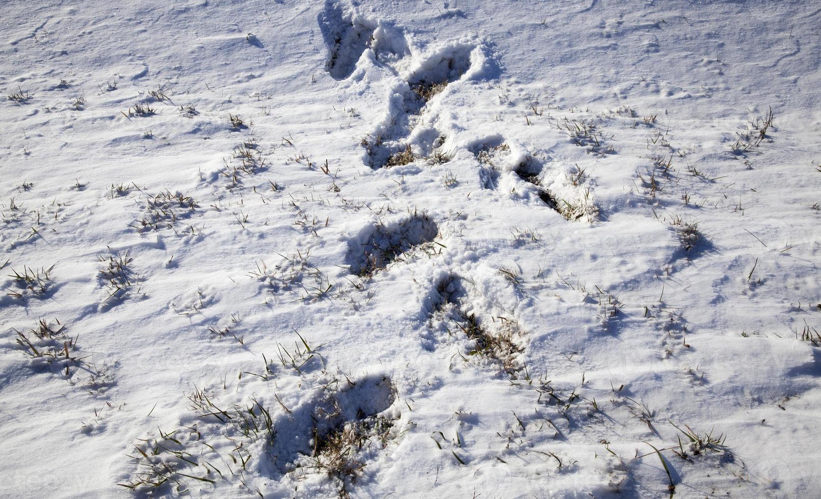 cumuli di neve in inverno foto