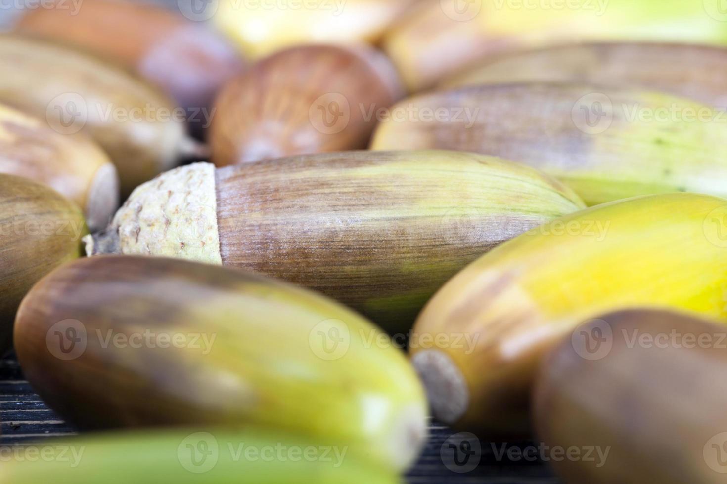 ghiande colorate gialle e marroni foto