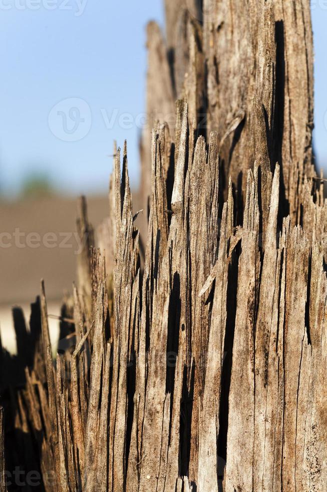 vecchio albero incrinato foto