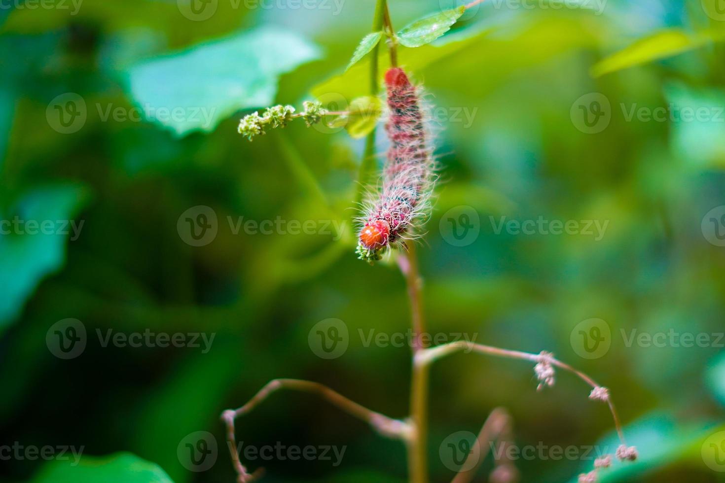 bellissimo bruco rosso aggrappato alle foglie foto premium