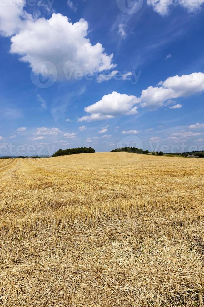 raccolta dei cereali foto