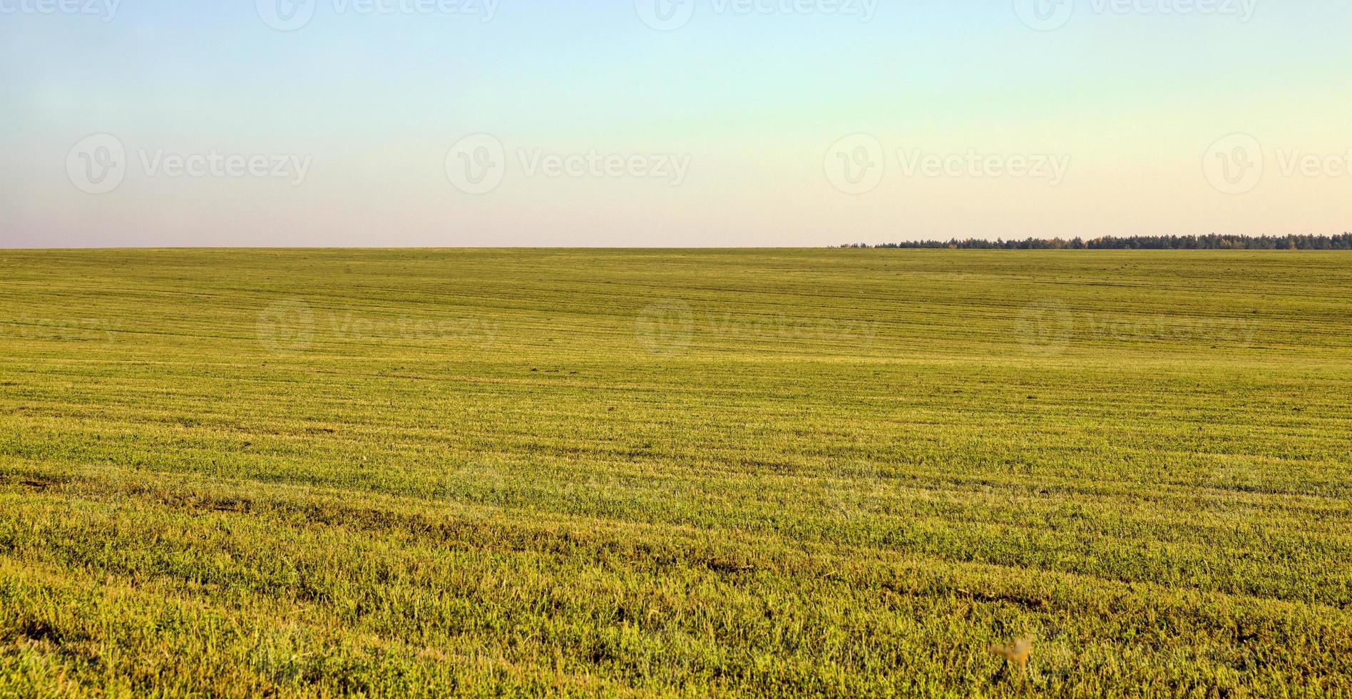 erba sul campo, bellissima foto